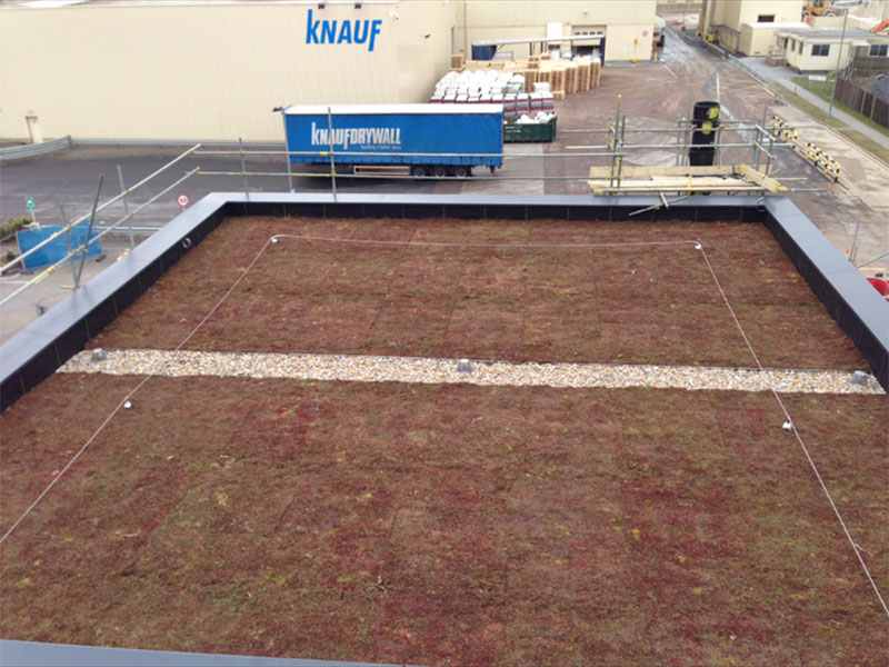 Freshly planted green roof